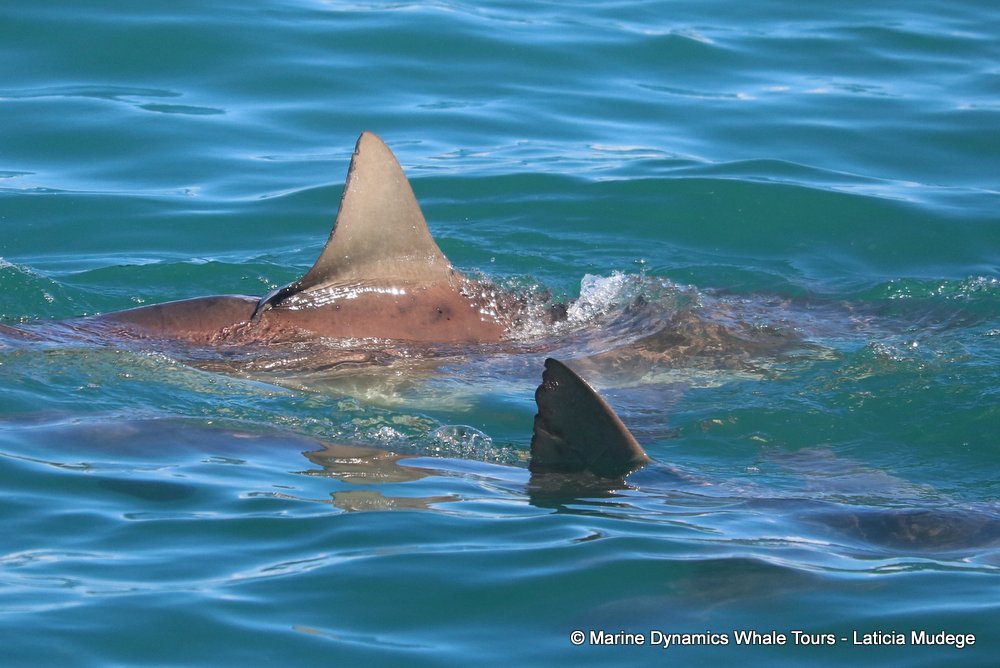 bronze whaler shark, whale watching, gansbaai, south africa,