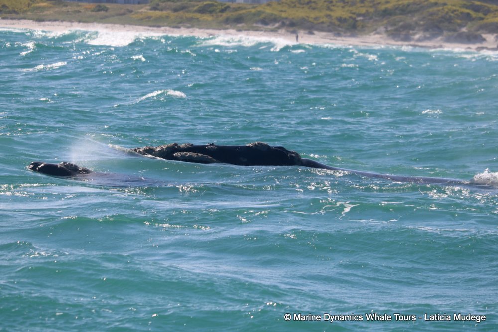 Southern right whale, whale watching, gansbaai, south africa,