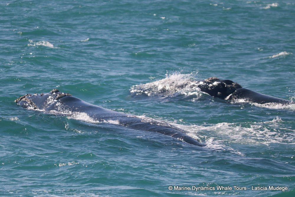 Southern right whale, whale watching, gansbaai, south africa,