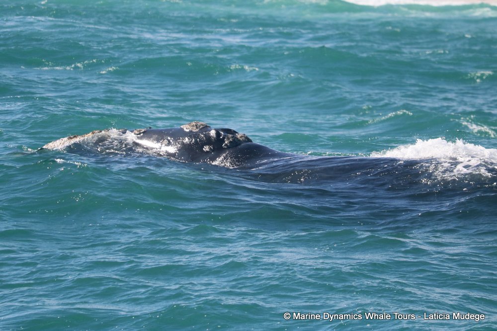 Southern right whale, whale watching, gansbaai, south africa,