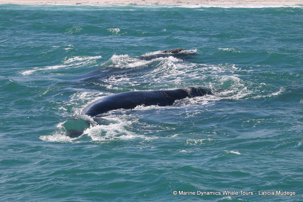Southern right whale, whale watching, gansbaai, south africa,
