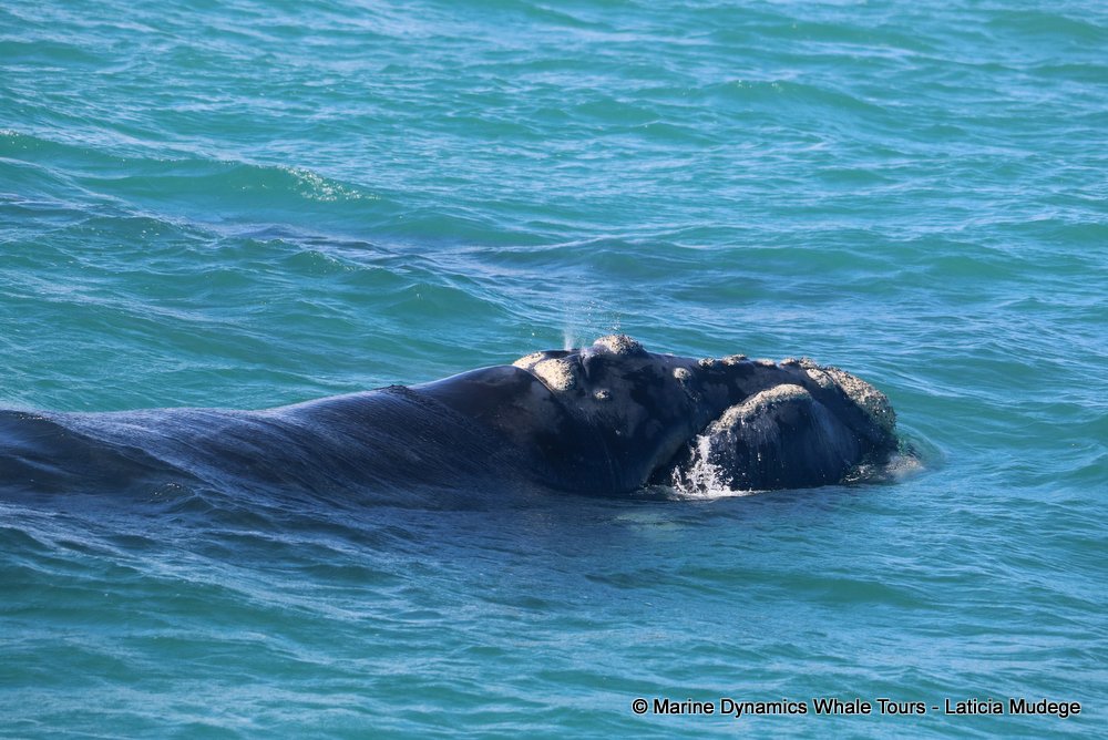 Southern right whale, whale watching, gansbaai, south africa,