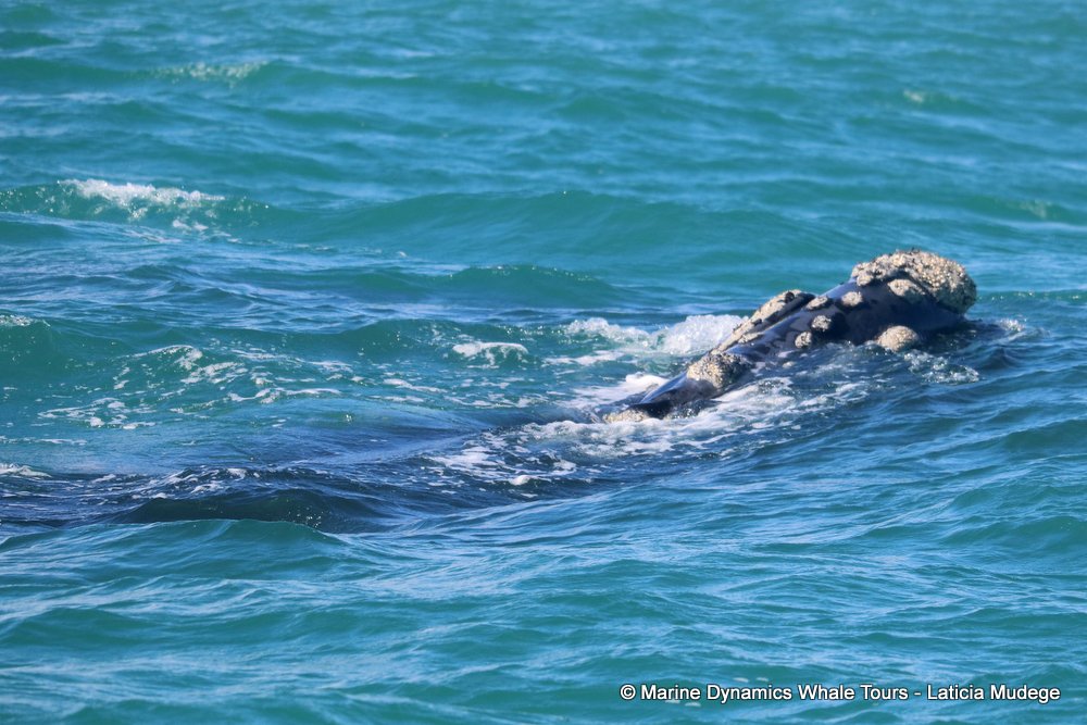 Southern right whale, whale watching, gansbaai, south africa,
