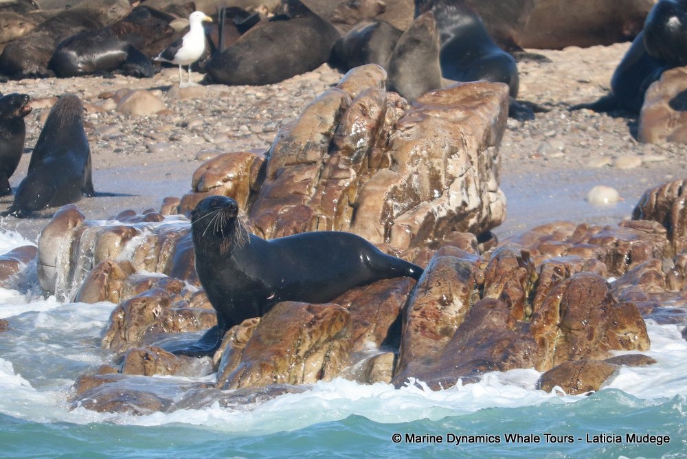cape fur seal, whale watching, gansbaai, south africa