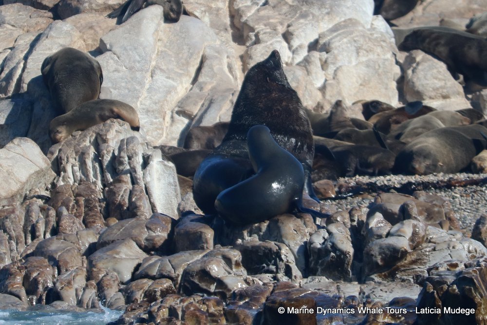 cape fur seal, whale watching, gansbaai, south africa