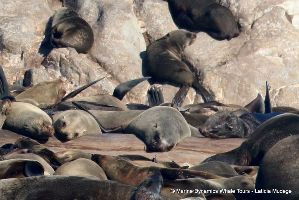 cape fur seal, whale watching, gansbaai, south africa