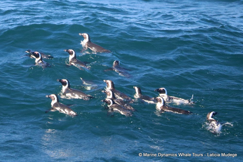african penguin, whale watching, gansbaai, south africa