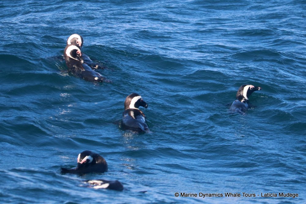 african penguin, whale watching, gansbaai, south africa