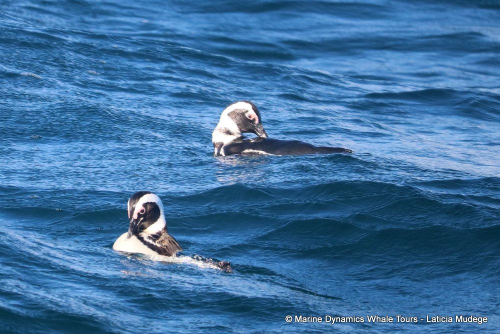 african penguin, whale watching, gansbaai, south africa