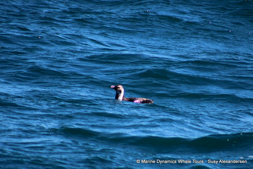 penguins, whale watching, gansbaai, south africa,