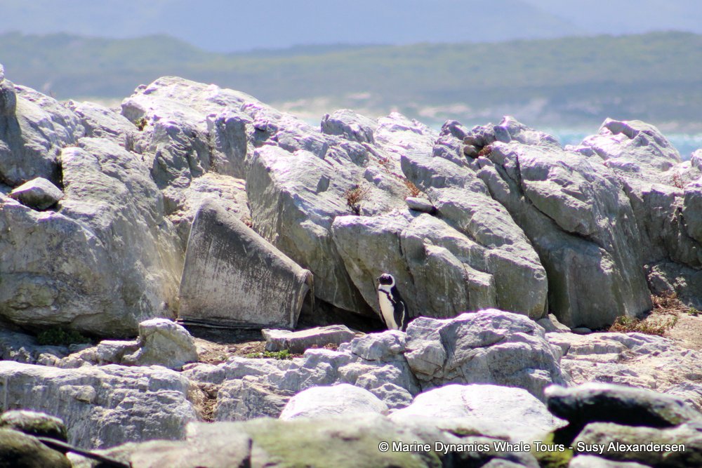 penguins, whale watching, gansbaai, south africa,