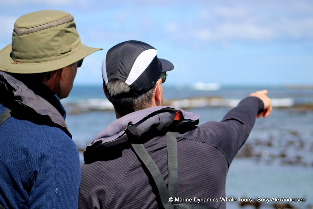 people, whale watching, gansbaai, south africa