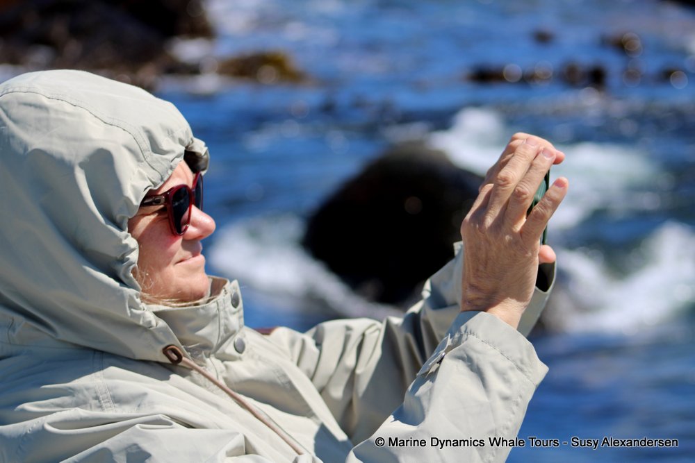 people, whale watching, gansbaai, south africa