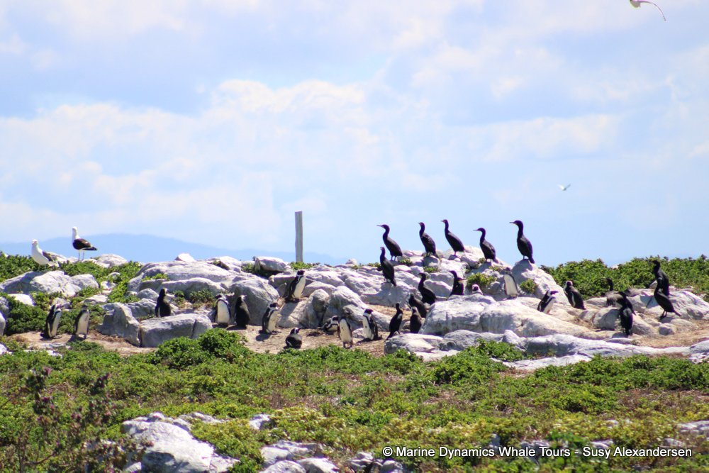 dyer island, whale watching, gansbaai, south africa,
