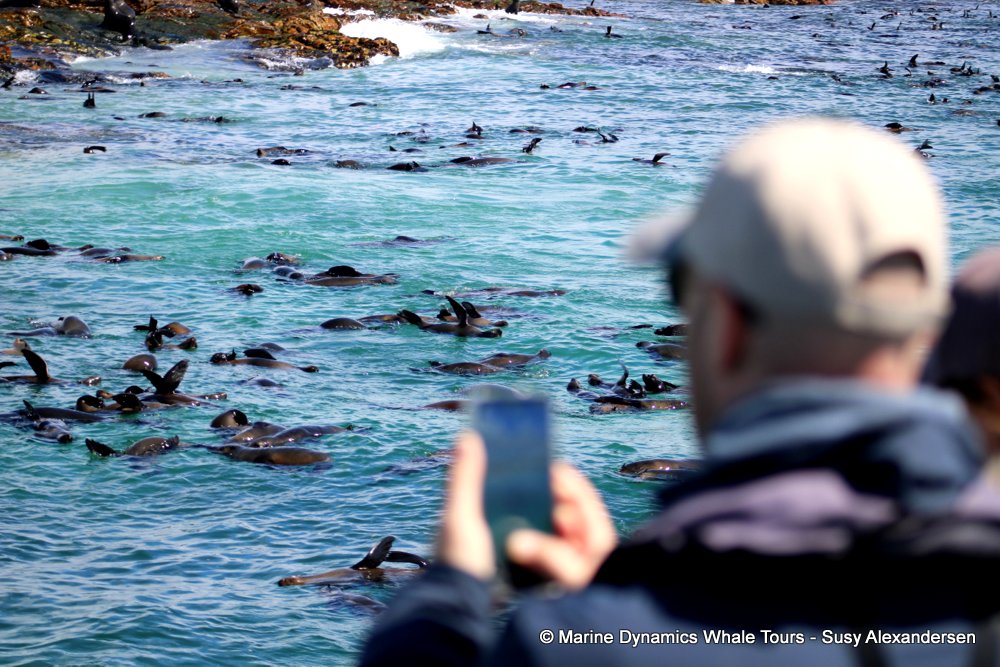 cape fur seal, whale watching, gansbaai, south africa