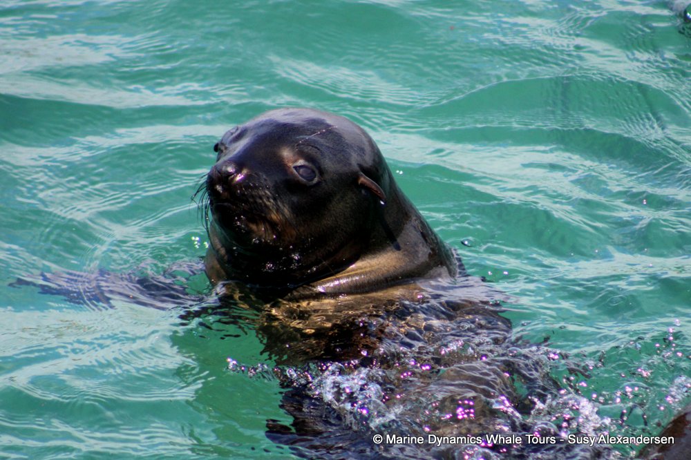 cape fur seal, whale watching, gansbaai, south africa
