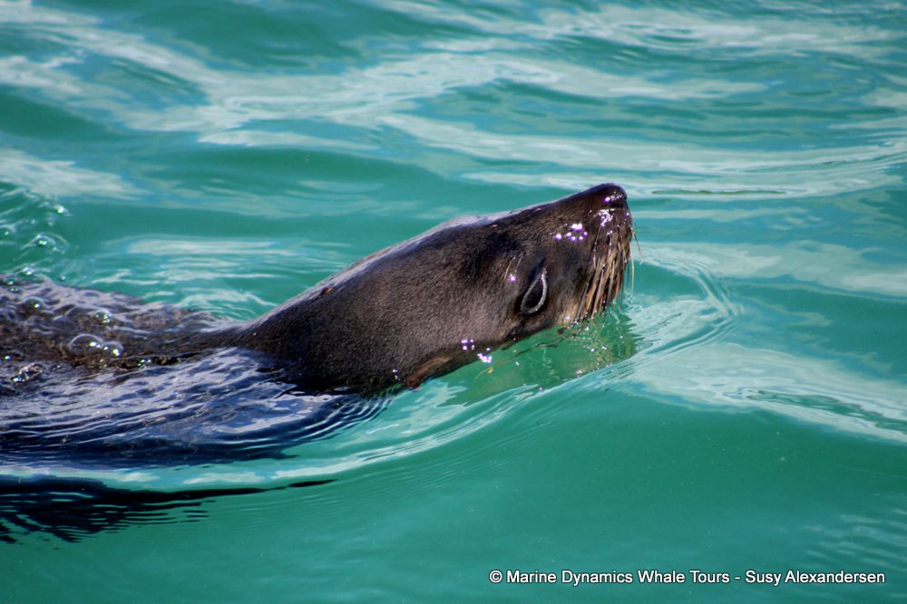 cape fur seal, whale watching, gansbaai, south africa