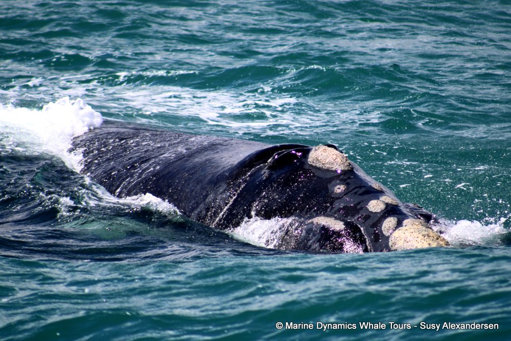 Southern right whale, whale watching, gansbaai, south africa,