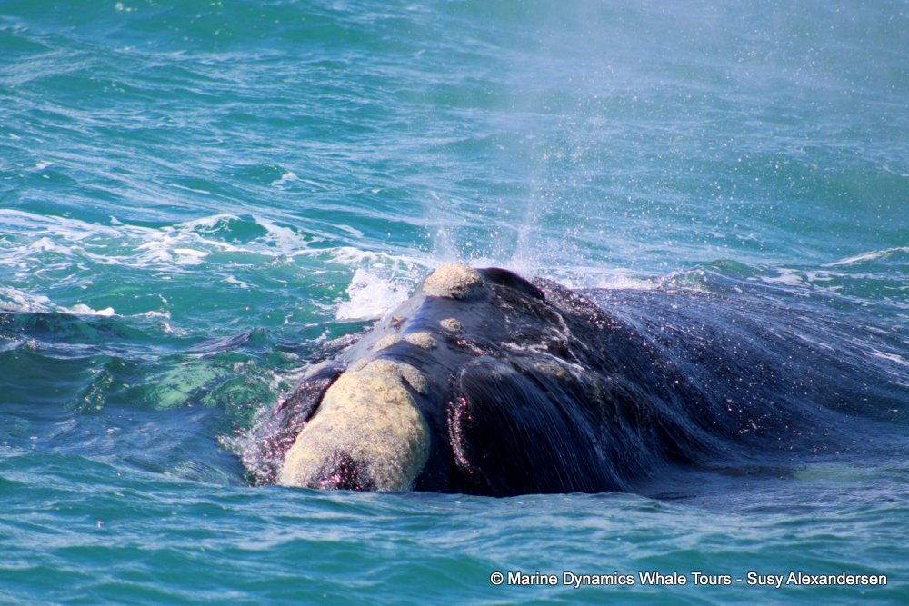 Southern right whale, whale watching, gansbaai, south africa,