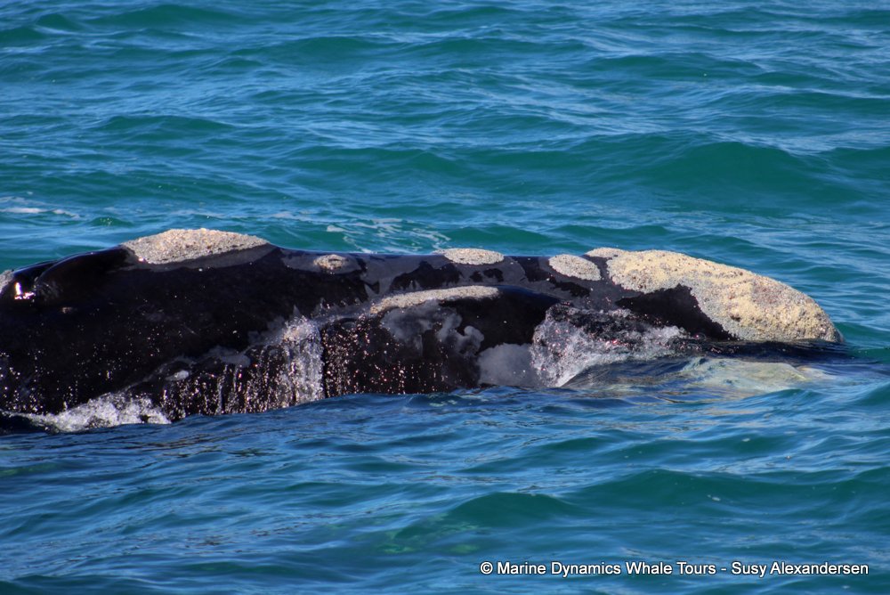 Southern right whale, whale watching, gansbaai, south africa,