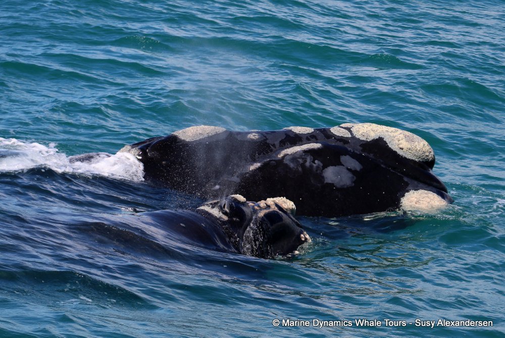Marine Big 5 Daily Blog 22 September
