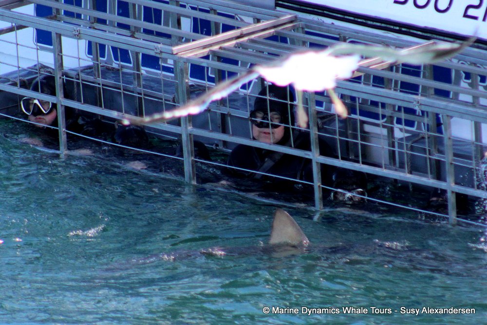 shark dorsal fin, whale watching, gansbaai, south africa,