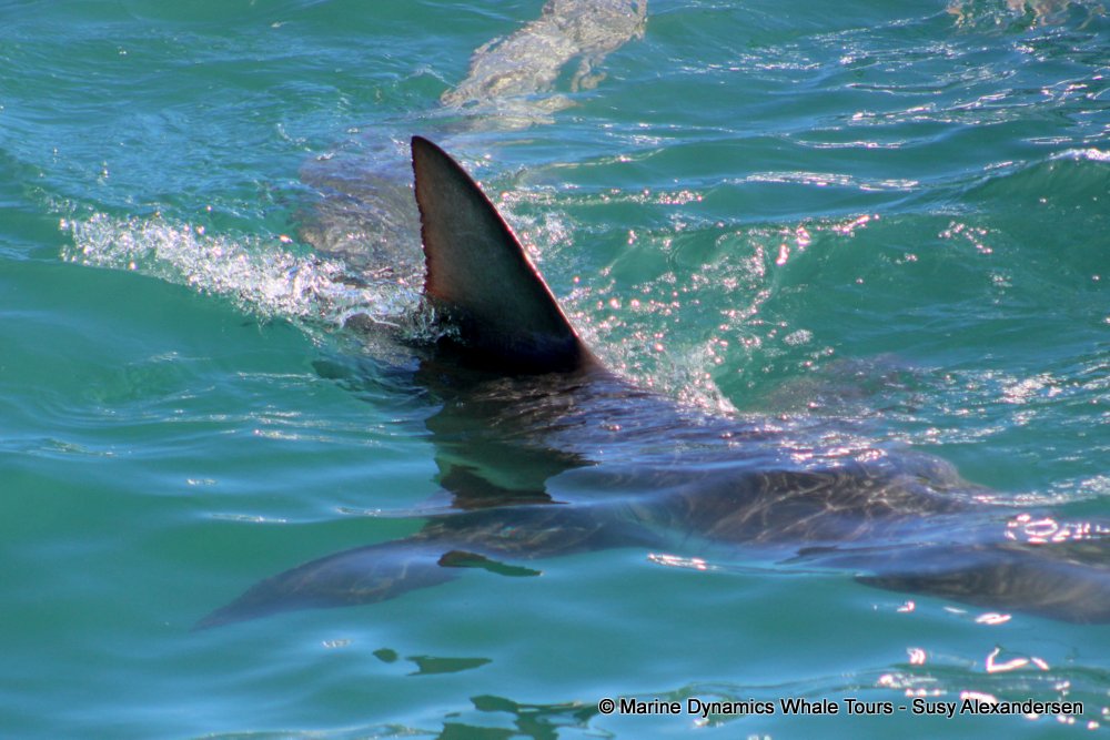 shark dorsal fin, whale watching, gansbaai, south africa,