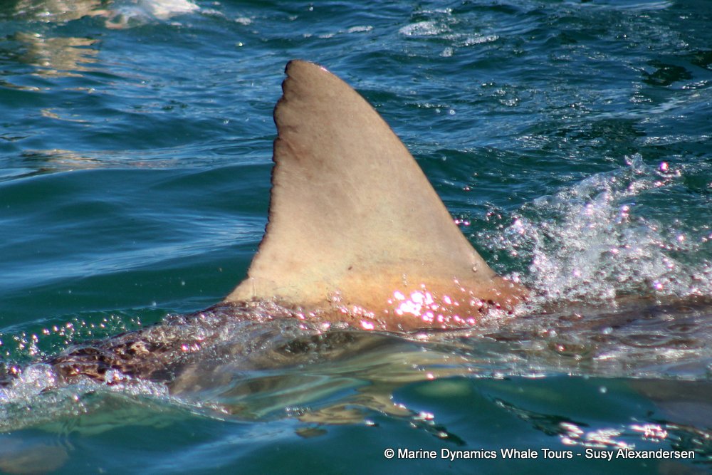 shark dorsal fin, whale watching, gansbaai, south africa,