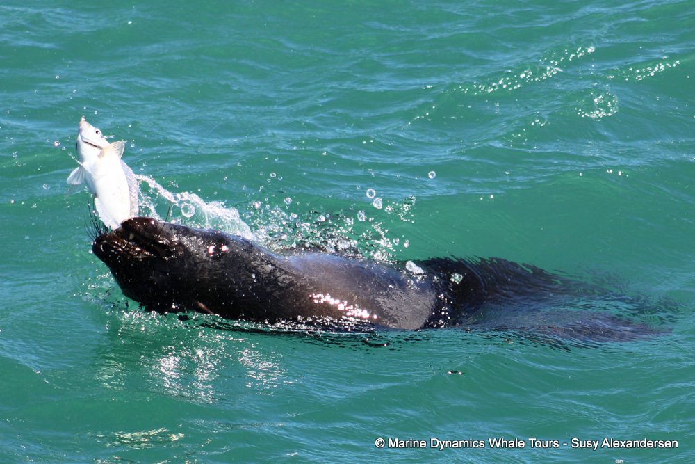 cape fur seal, whale watching, gansbaai, south africa
