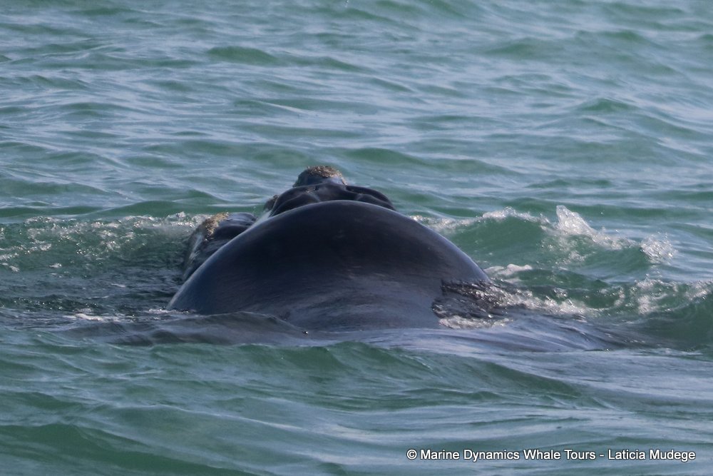 Southern right whale, whale watching, gansbaai, south africa,