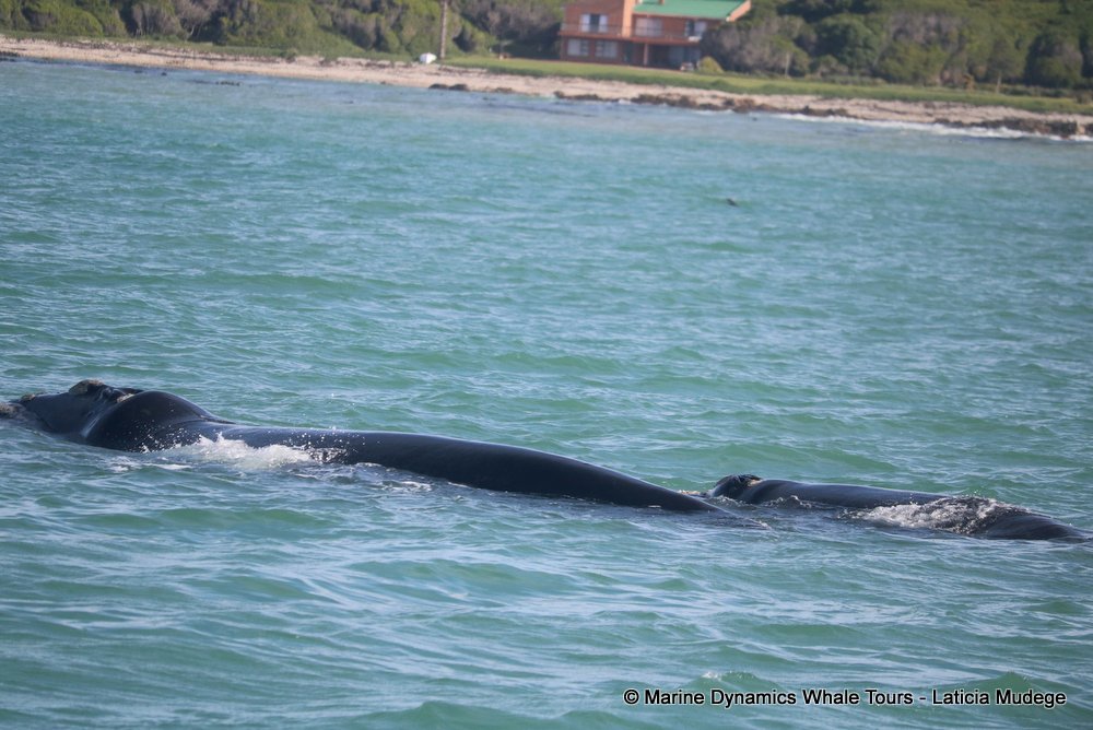 Southern right whale, whale watching, gansbaai, south africa,