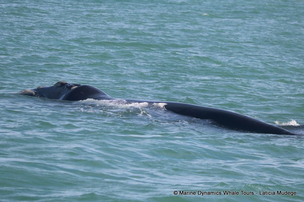 Southern right whale, whale watching, gansbaai, south africa,