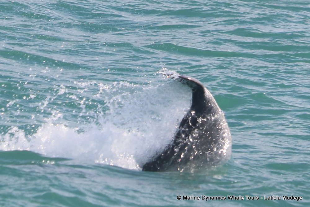 humpback dolphin, whale watching, gansbaai, south africa