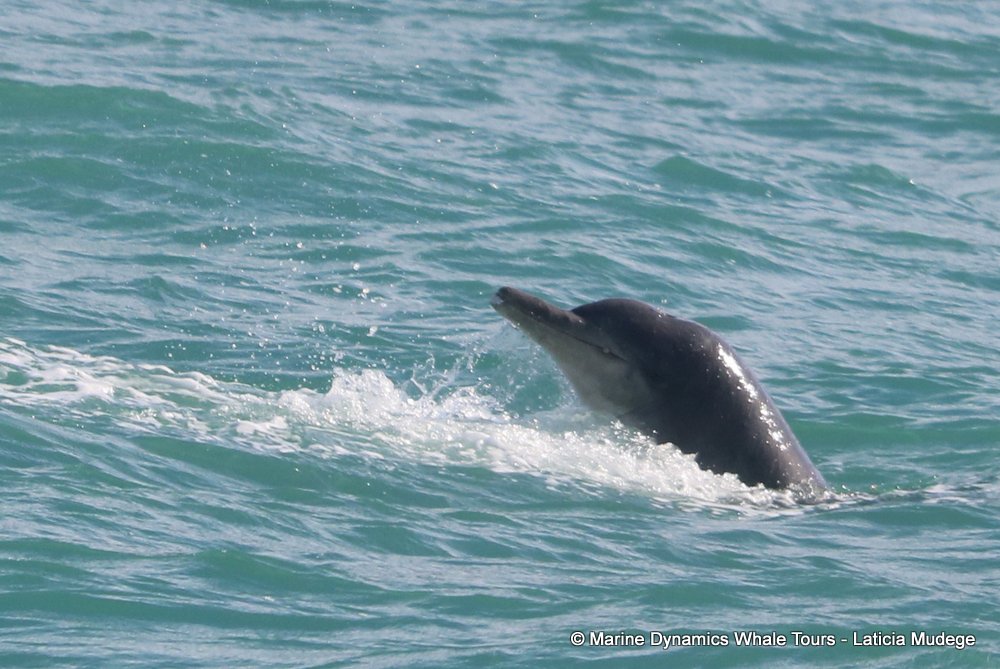 humpback dolphin, whale watching, gansbaai, south africa