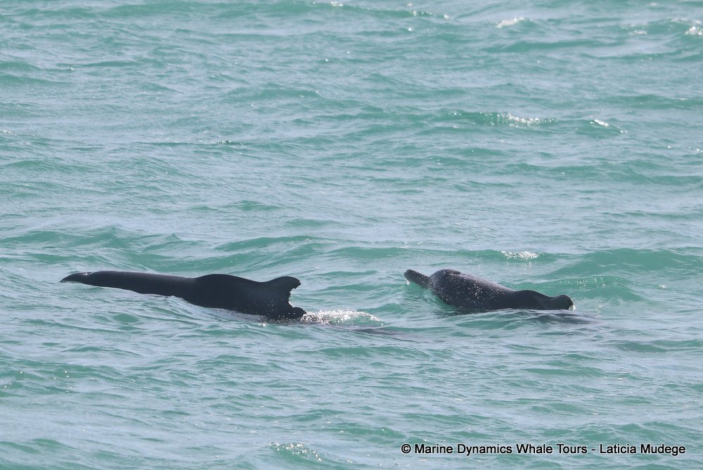 humpback dolphin, whale watching, gansbaai, south africa