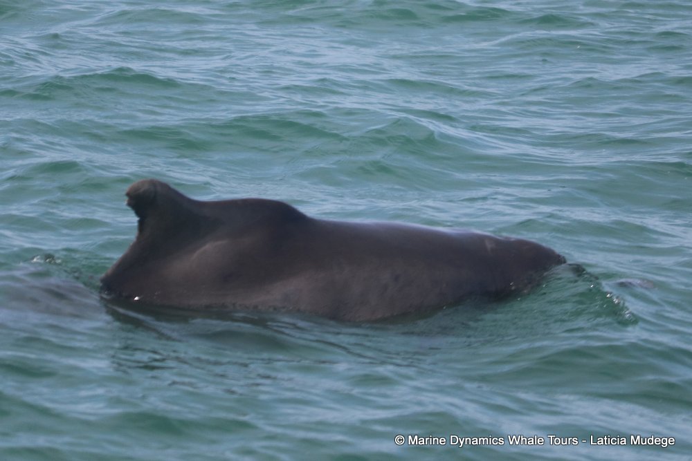 humpback dolphin, whale watching, gansbaai, south africa