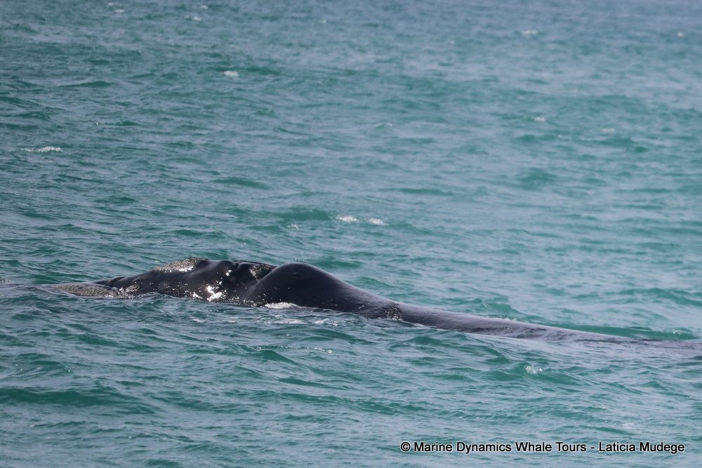 Southern right whale, whale watching, gansbaai, south africa,