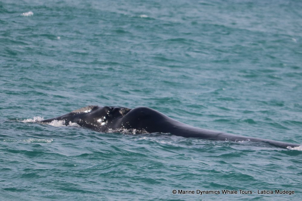 Southern right whale, whale watching, gansbaai, south africa,