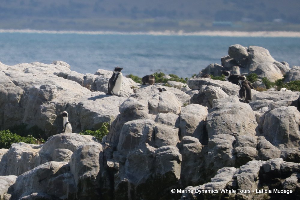 african penguin, whale watching, gansbaai, south africa