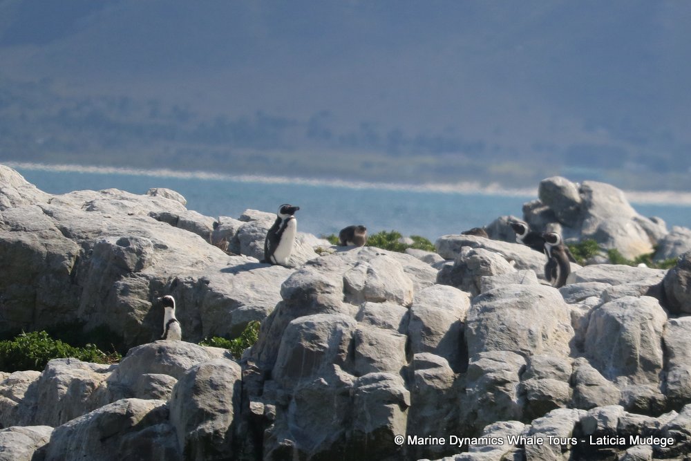 african penguin, whale watching, gansbaai, south africa