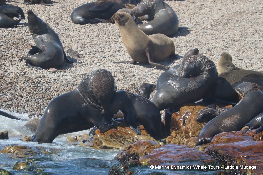 cape fur seal, whale watching, gansbaai, south africa