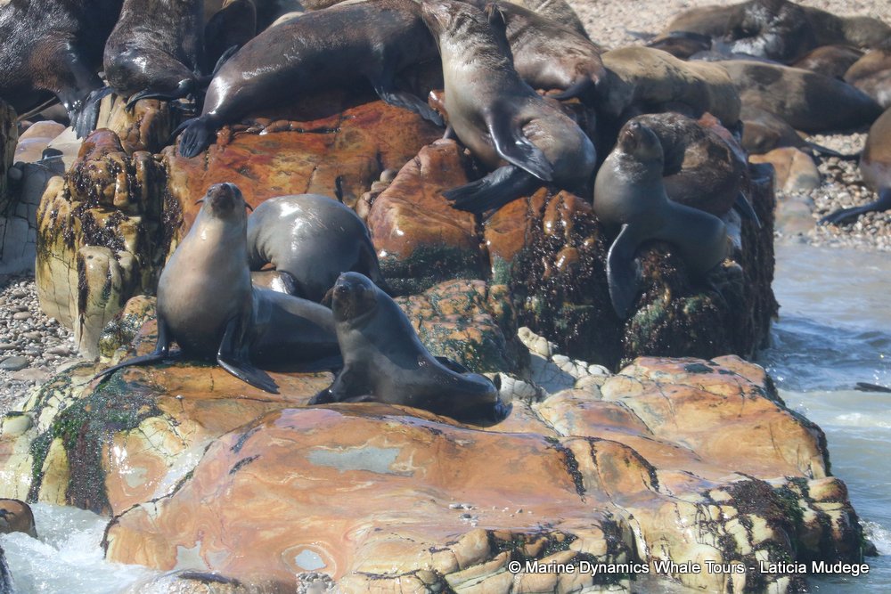 cape fur seal, whale watching, gansbaai, south africa