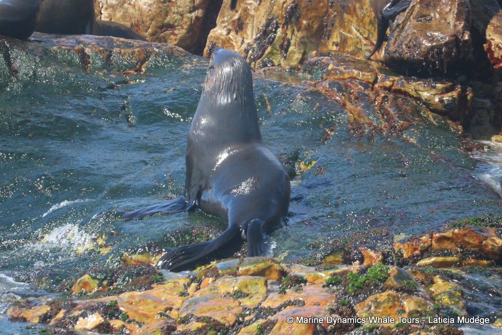 cape fur seal, whale watching, gansbaai, south africa