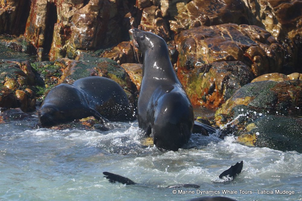cape fur seal, whale watching, gansbaai, south africa