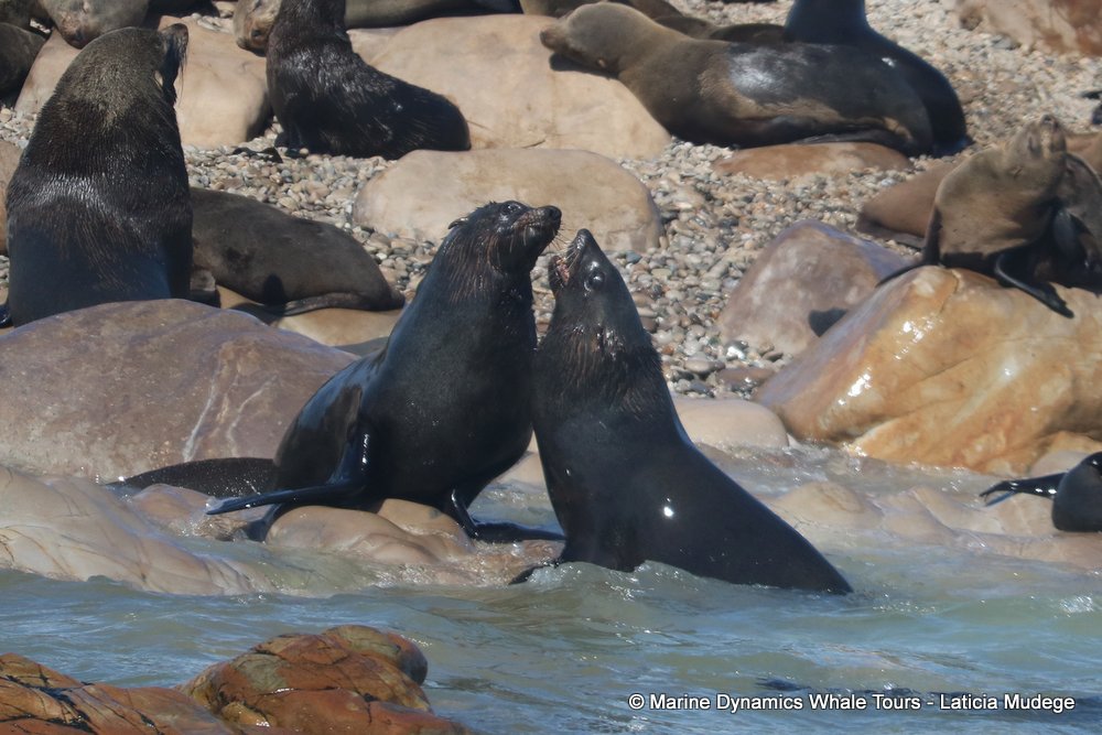 cape fur seal, whale watching, gansbaai, south africa