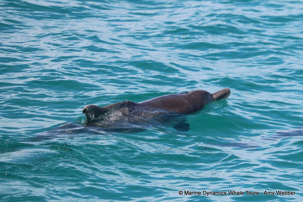 humpback dolphin, whale watching, gansbaai, south africa