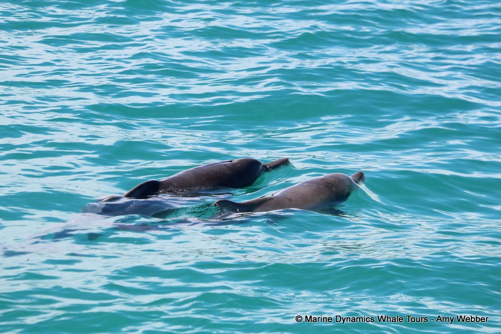 humpback dolphin, whale watching, gansbaai, south africa