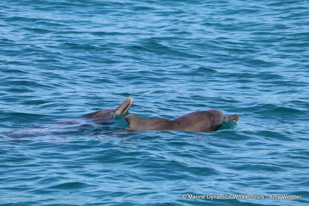 humpback whale, whale watching, gansbaai, south africa