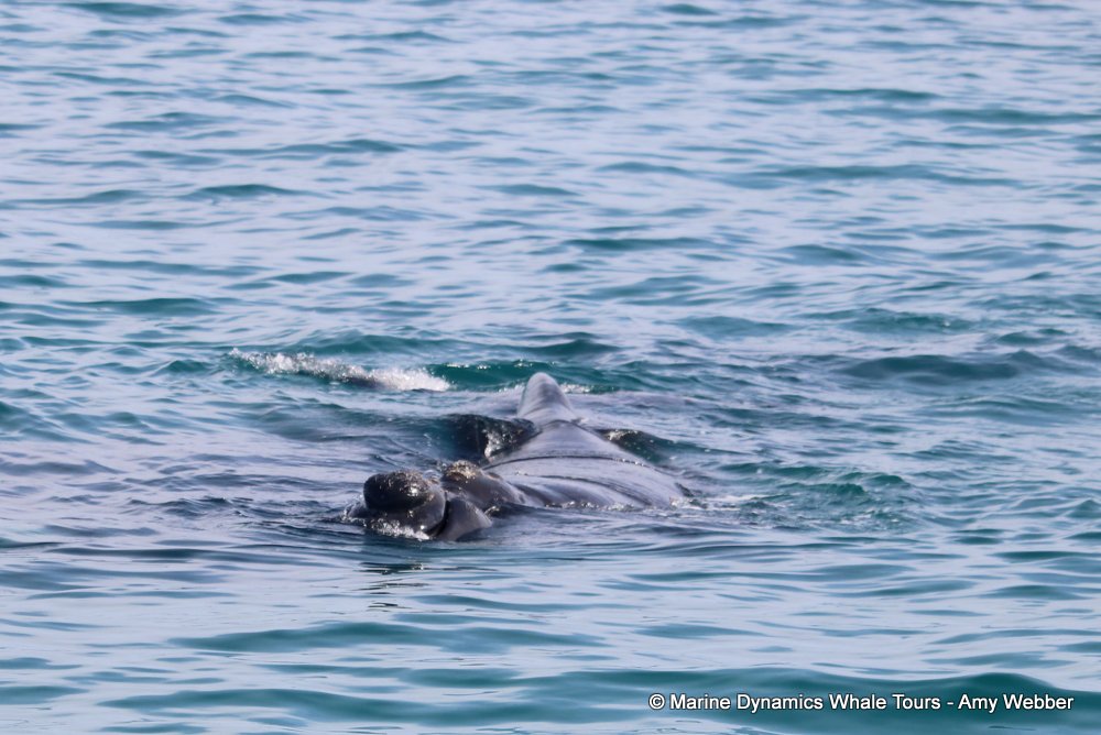 Southern right whale, whale watching, gansbaai, south africa,