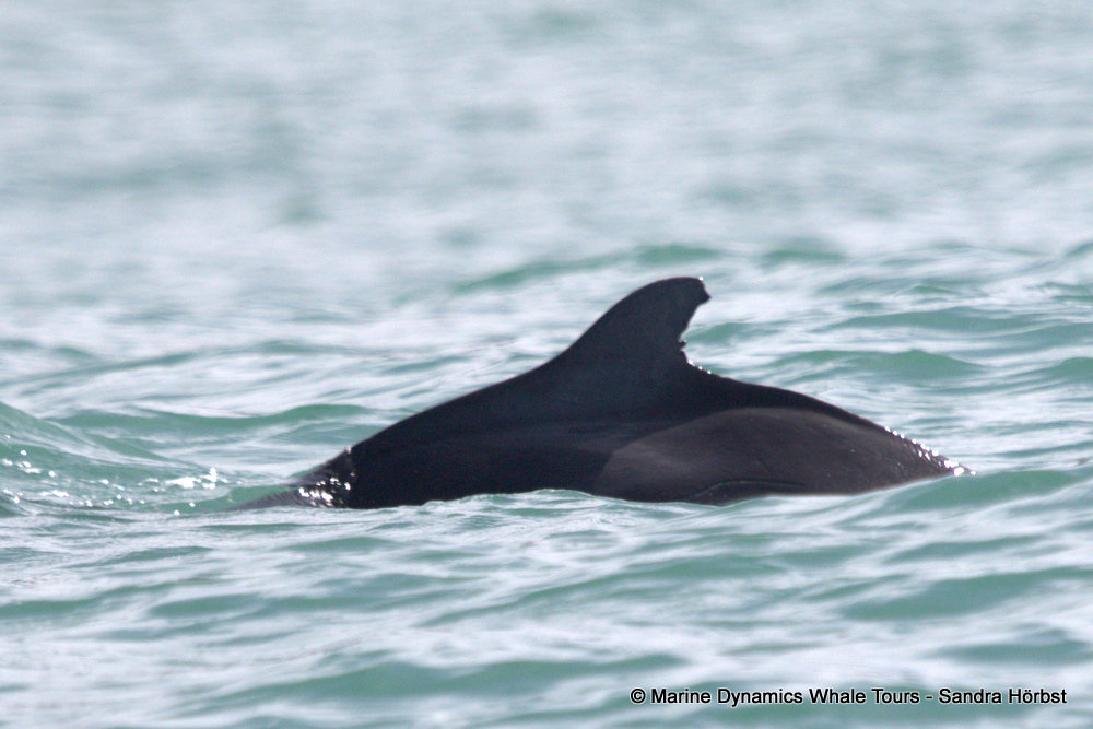 humpback dolphin, whale watching, gansbaai, south africa